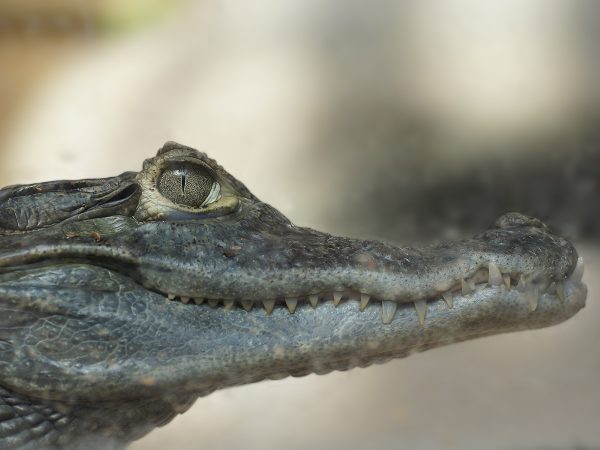 CROCODILE DSC09148 6x4