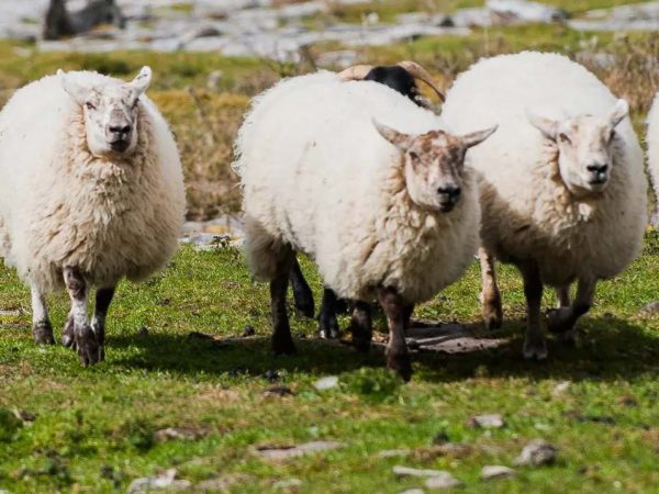 Caherconnell Stone Fort 11