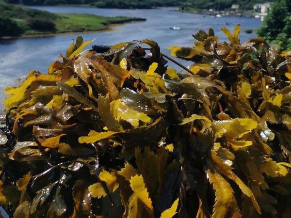 Connemara Seaweed Baths 12