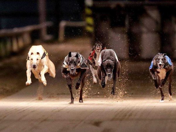 Curraheen Park Greyhound Stadium 1