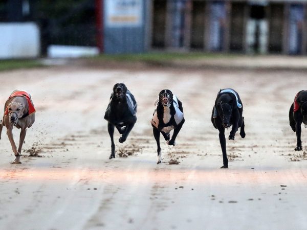 Curraheen Park Greyhound Stadium 2
