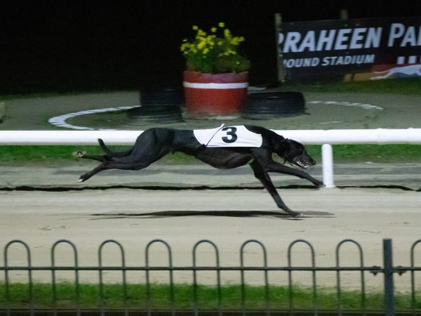 Curraheen Park Greyhound Stadium 7