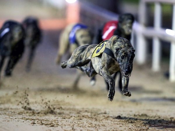 Curraheen Park Greyhound Stadium 8