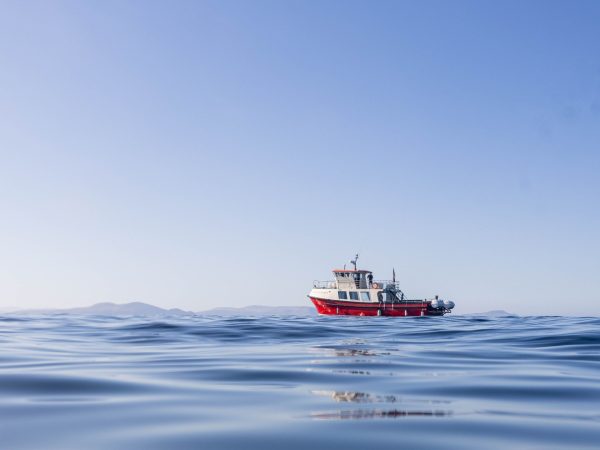 Dingle Dolphin Boat Tours 3