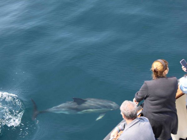 Dingle Dolphin Boat Tours 5
