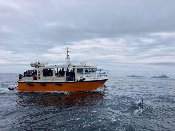 Dingle Dolphin Boat Tours 8