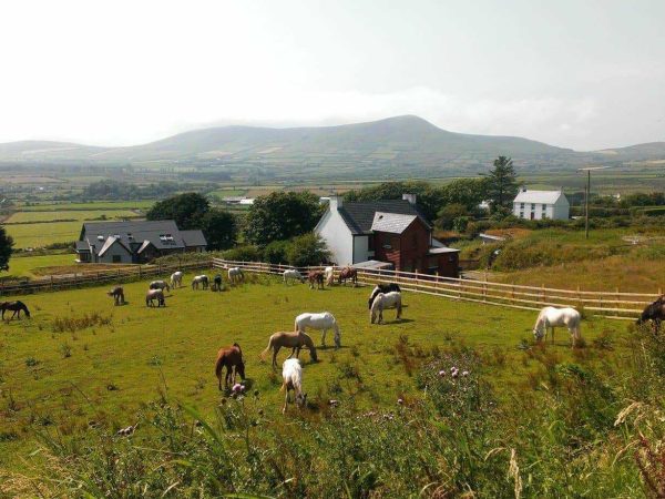 Dingle Horse Riding 7
