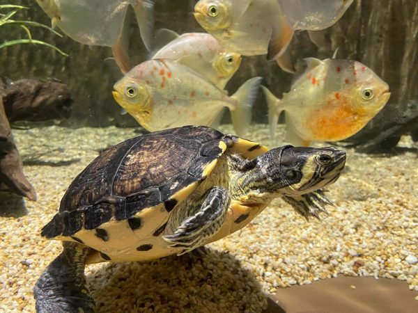 Dingle Oceanworld 10