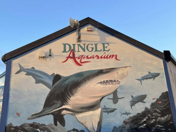 Dingle Oceanworld 12