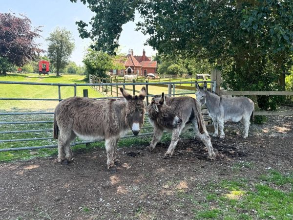Easton Farm Park 12