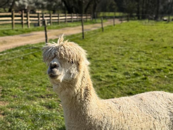 Easton Farm Park 13