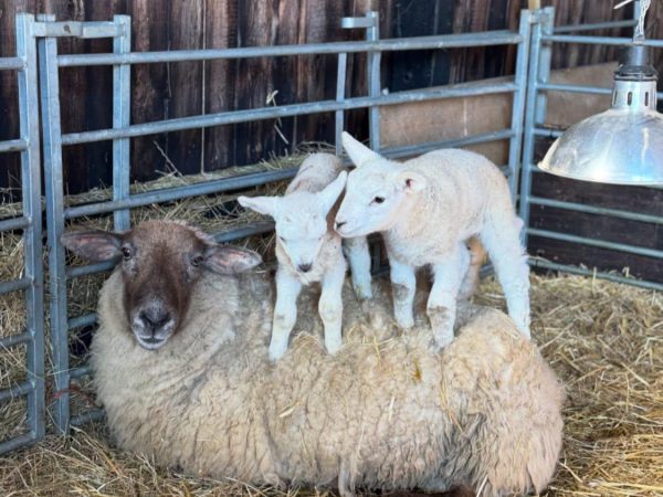 Easton Farm Park 16