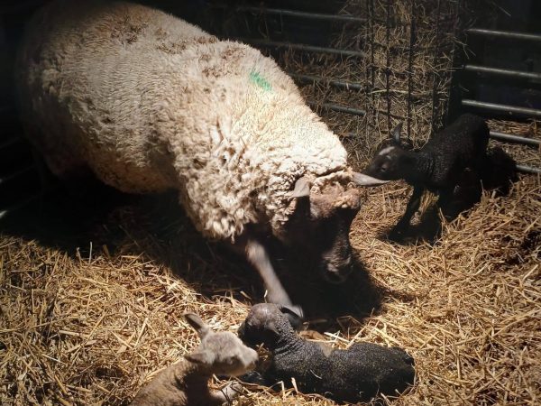 Easton Farm Park 6