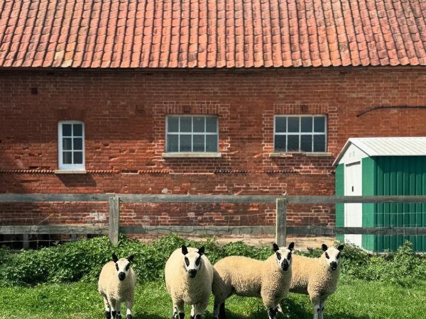 Easton Farm Park 9