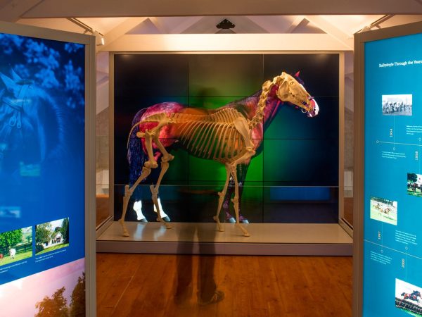 Fethard Horse Country Experience 5