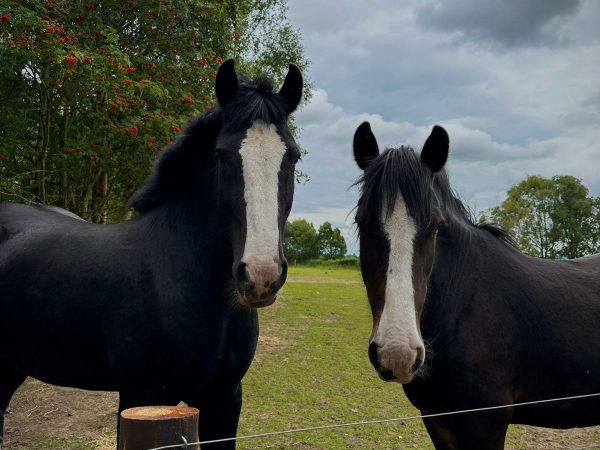 Flash and Bailey Lullymore Heritage Park