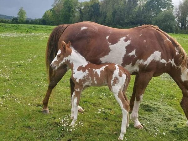 Fossey Mountain Springs Mountain Ranch 1