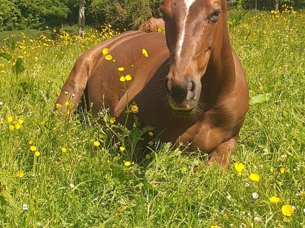 Fossey Mountain Springs Mountain Ranch 10