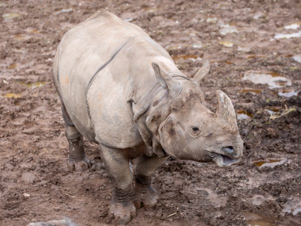 Fota Wildlife Park 11