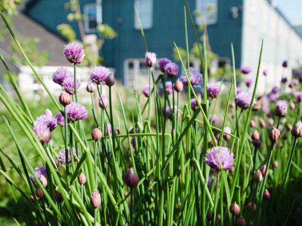 Foxford Woollen Mill 12