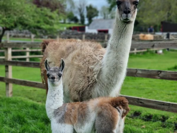 Glendeer Pet Farm 11