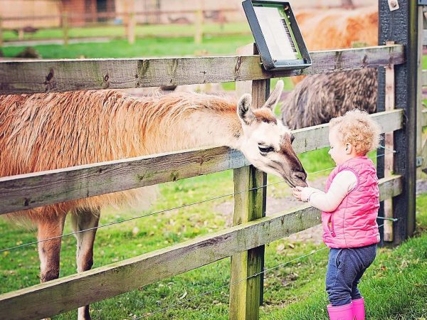 Glendeer Pet Farm 12