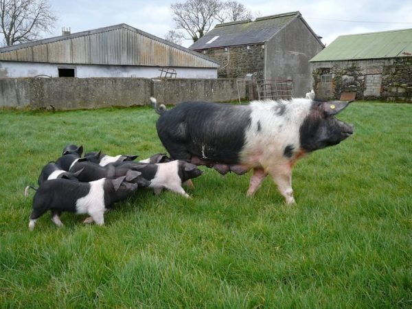 Hillstown Farm Shop 1