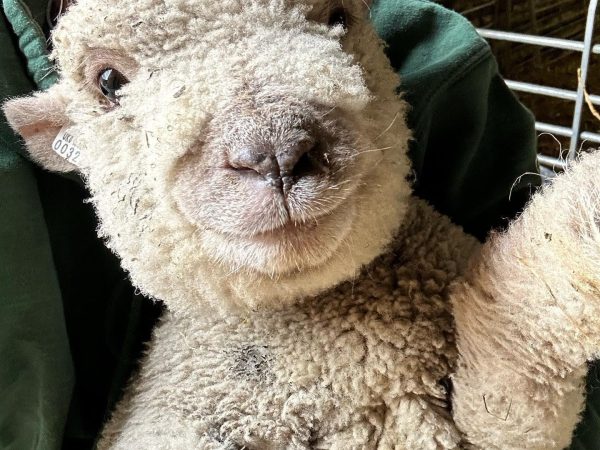 Horncastle Farm Experiences 3