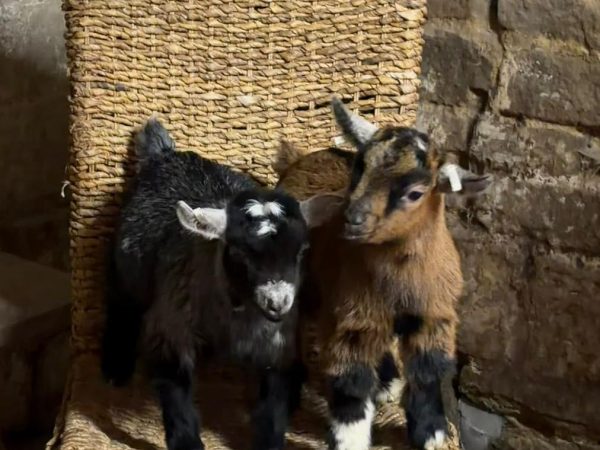 Horncastle Farm Experiences 5