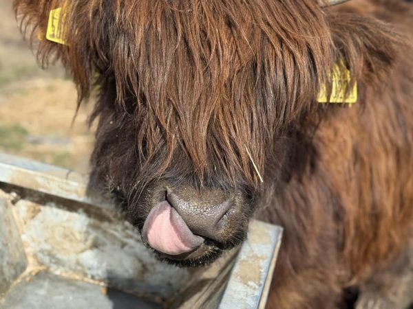 Horncastle Farm Experiences 9