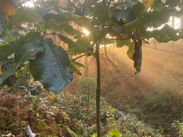 Hunting Brook Garden 11