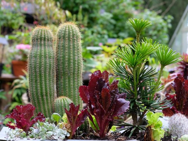 Hunting Brook Garden 12