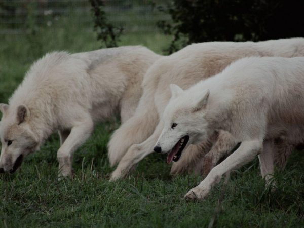 Jimmys Farm Wildlife Park 3