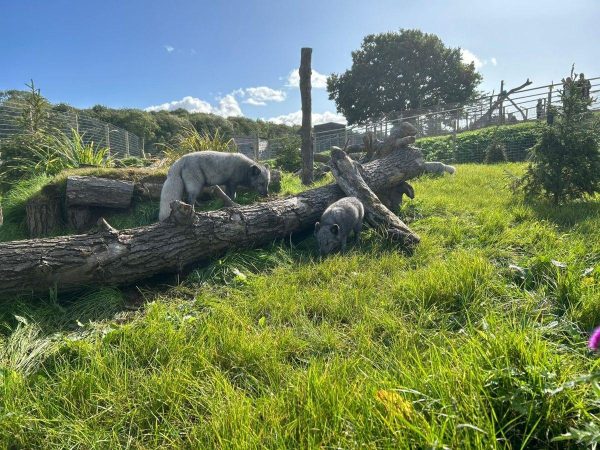 Jimmys Farm Wildlife Park 4