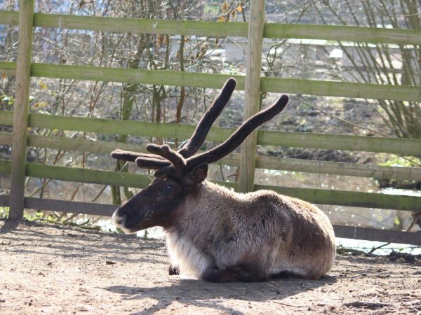 Jimmys Farm Wildlife Park 5