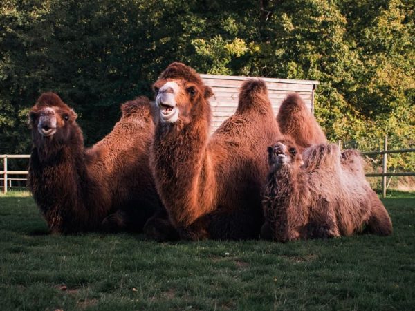 Jimmys Farm Wildlife Park 8