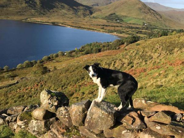 Joyce Country Sheepdogs 1