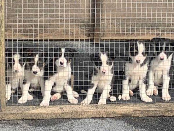 Joyce Country Sheepdogs 2