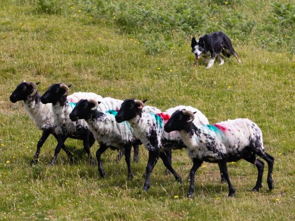 Joyce Country Sheepdogs 3