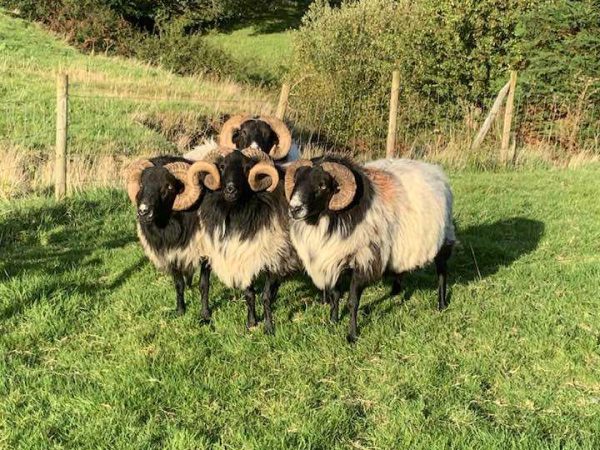 Joyce Country Sheepdogs 4