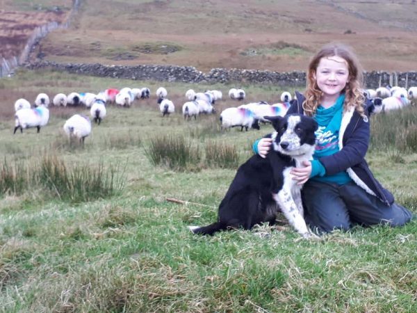 Joyce Country Sheepdogs 5