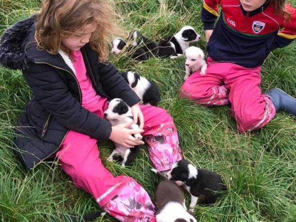 Joyce Country Sheepdogs 6