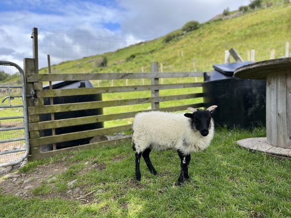 Joyce Country Sheepdogs 7