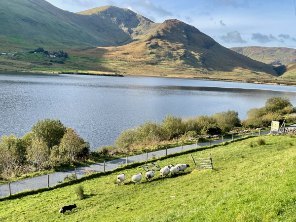 Joyce Country Sheepdogs 8