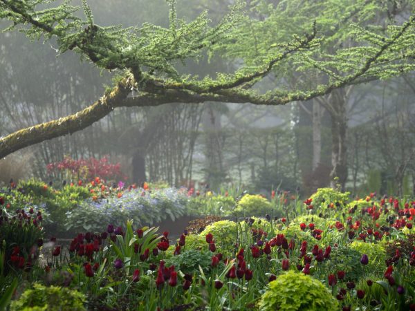 June Blakes Garden 12