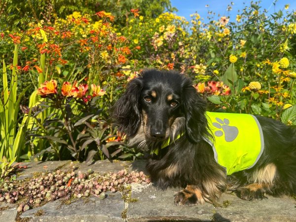 June Blakes Garden 14