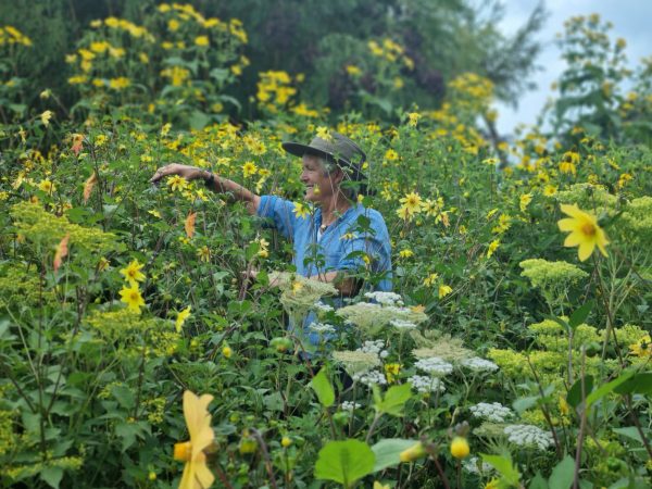 June Blakes Garden 3