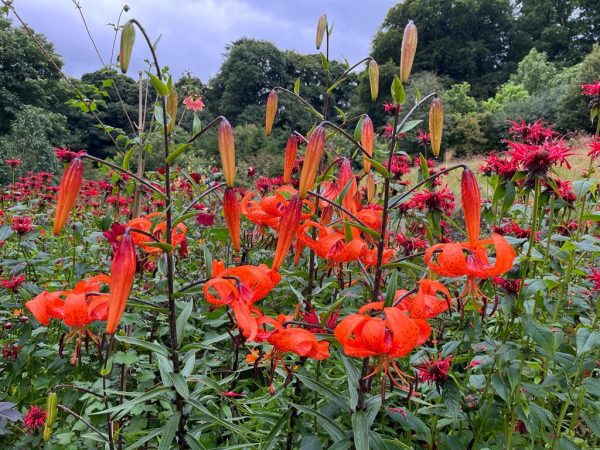 June Blakes Garden 6