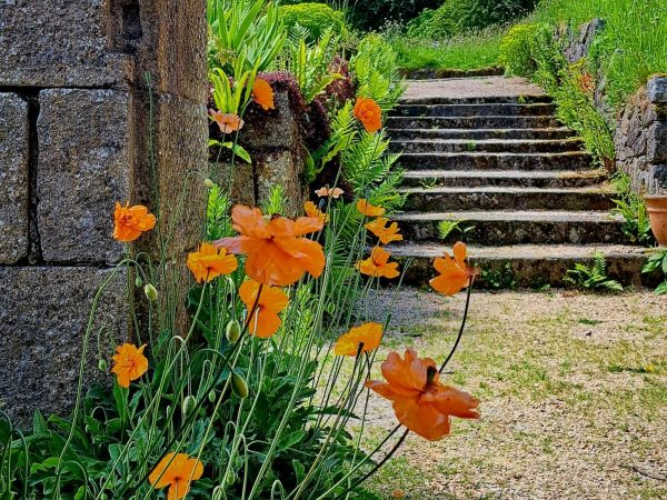 June Blakes Garden 9