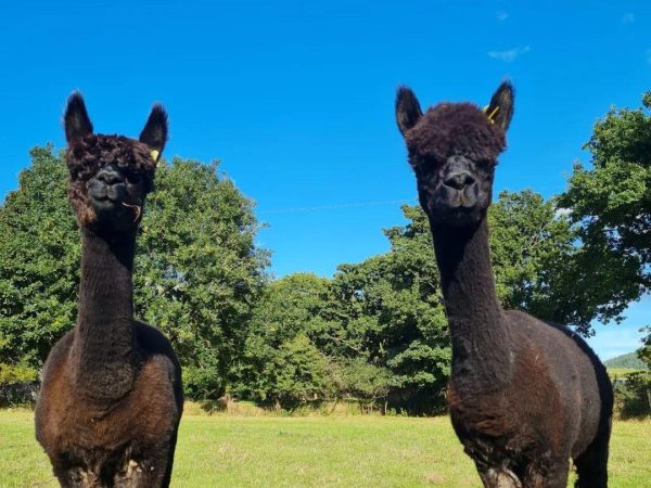 K2 Alpaca Farm Experiences 10